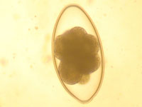 Nematodirus