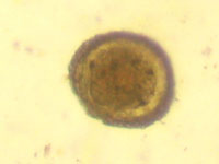 parascaris - roundworm