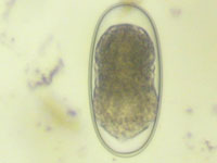 strongyle